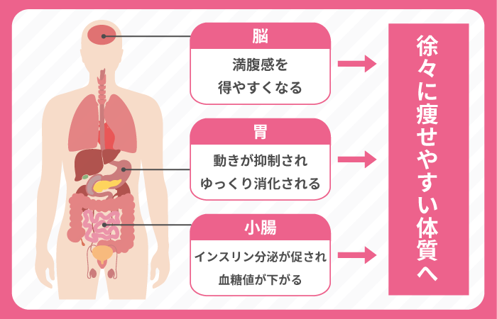 GLP-1がダイエットで注目される理由