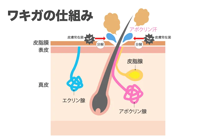 ワキガの仕組み