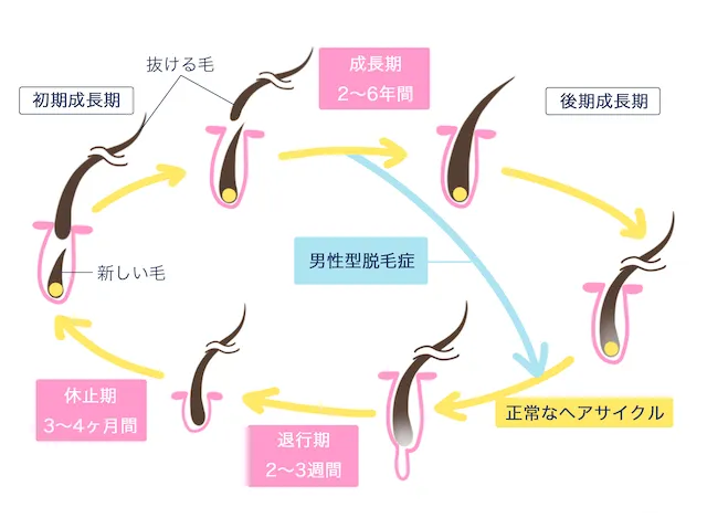 ヘアサイクル